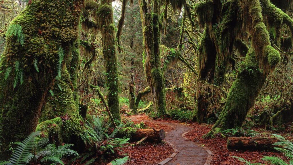 silent travel foresta di hoh